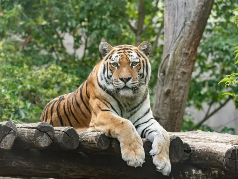 Schönbrunn Zoo Skip-The-Line Tickets